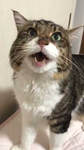 猫 ヤマダ 目覚め ビックリ 朝 ハグ 腕