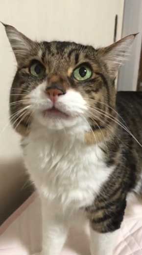 猫 ヤマダ 目覚め ビックリ 朝 ハグ 腕