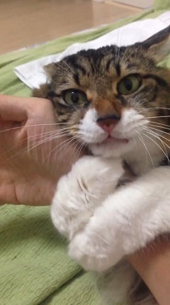 猫 ヤマダ 目覚め ビックリ 朝 ハグ 腕