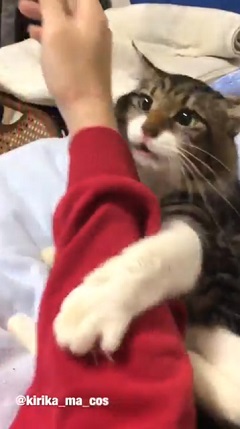 猫 ヤマダ 目覚め ビックリ 朝 ハグ 腕