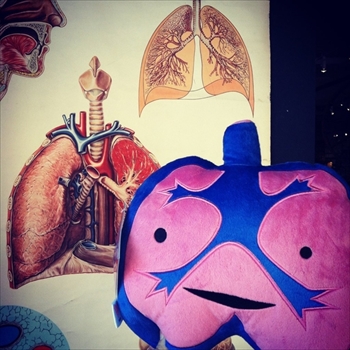 臓器ぬいぐるみ