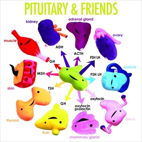 臓器ぬいぐるみ