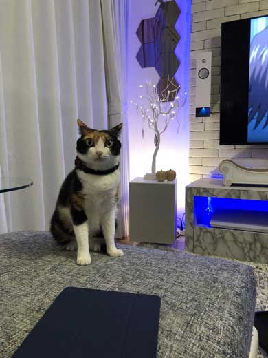 猫 雷 びっくり 顔