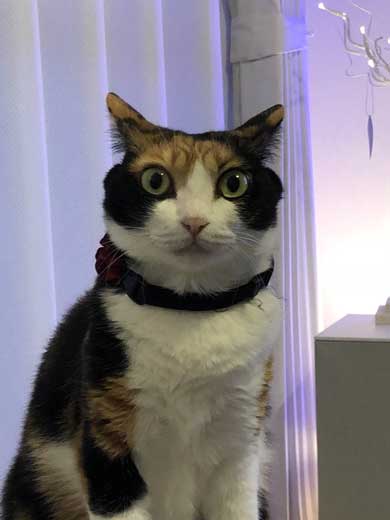 猫 雷 びっくり 顔