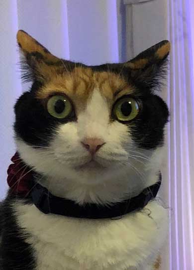 猫 雷 びっくり 顔