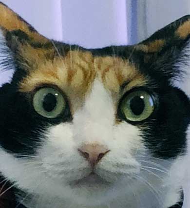 猫 雷 びっくり 顔