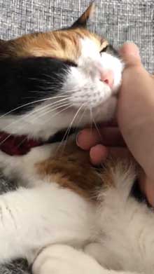 猫 雷 びっくり 顔