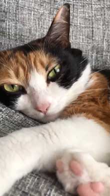 猫 雷 びっくり 顔