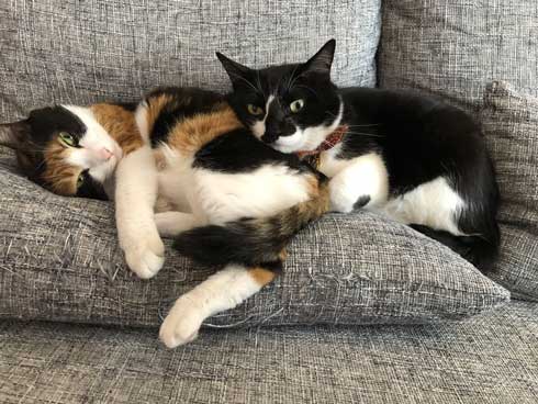 猫 雷 びっくり 顔