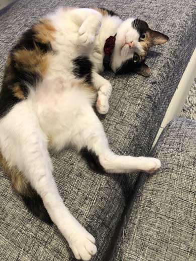 猫 雷 びっくり 顔