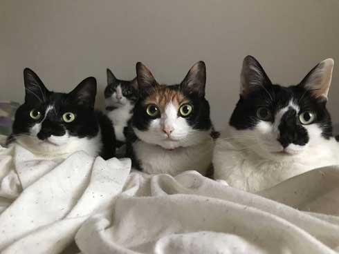 猫 雷 びっくり 顔