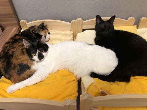 猫 雷 びっくり 顔