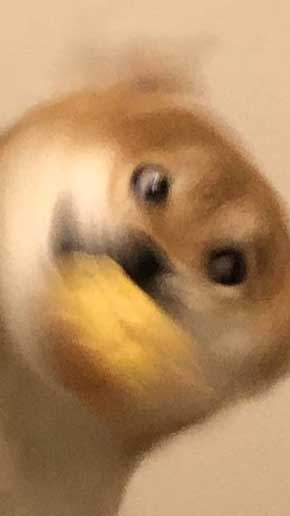 柴犬 ぽてと 表情 顔 遊ぶ ブンブン ヤバい ブレ 写真