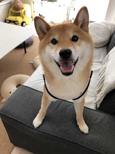 柴犬 ぽてと 表情 顔 遊ぶ ブンブン ヤバい ブレ 写真