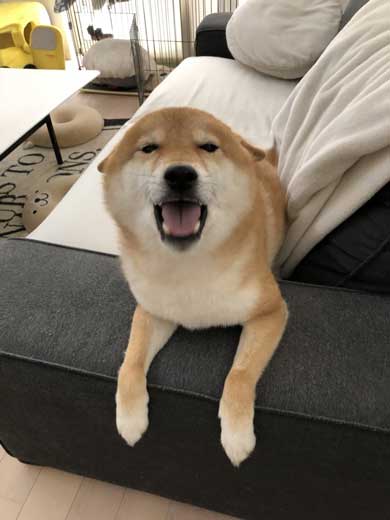 柴犬 ぽてと 表情 顔 遊ぶ ブンブン ヤバい ブレ 写真