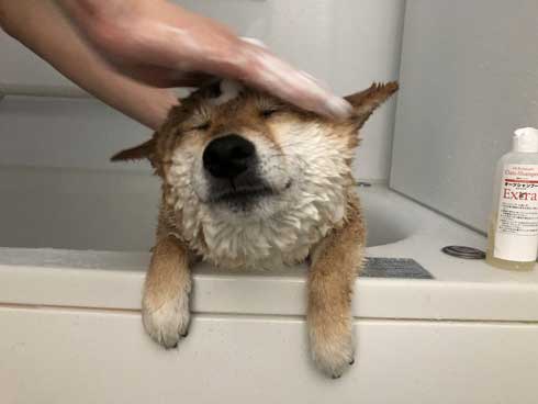 柴犬 ぽてと 表情 顔 遊ぶ ブンブン ヤバい ブレ 写真