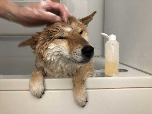 柴犬 ぽてと 表情 顔 遊ぶ ブンブン ヤバい ブレ 写真