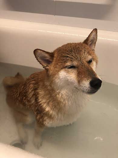 柴犬 ぽてと 表情 顔 遊ぶ ブンブン ヤバい ブレ 写真