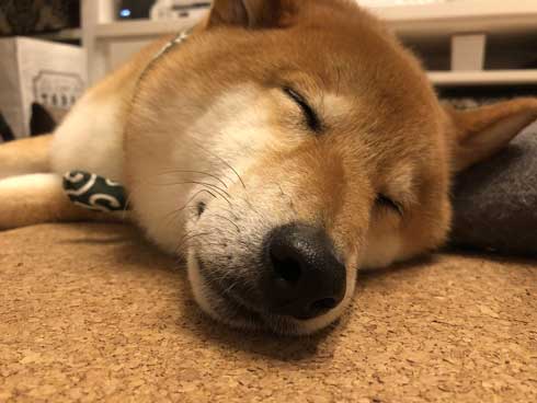 柴犬 ぽてと 表情 顔 遊ぶ ブンブン ヤバい ブレ 写真