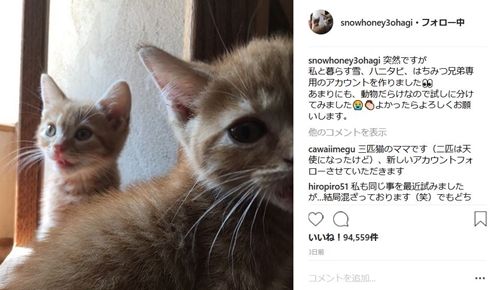 石田ゆり子 ハニオ タビ みっつ はっち 猫 雪