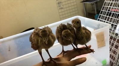 京大クジャクのヒナ