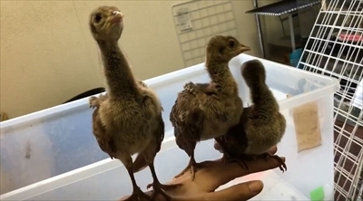 京大クジャクのヒナ