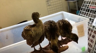 京大クジャクのヒナ