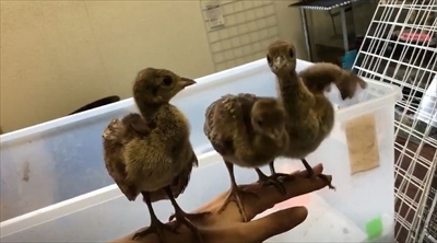 京大クジャクのヒナ