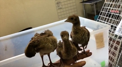 京大クジャクのヒナ