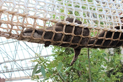 カワウソ握手会