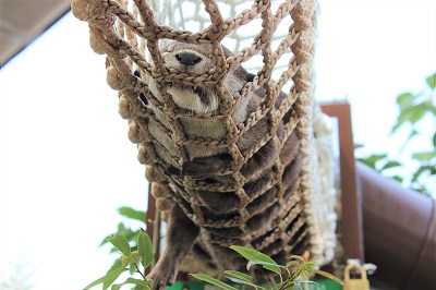 カワウソ握手会