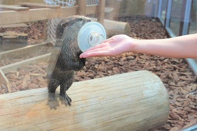 カワウソ握手会