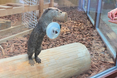 カワウソ握手会