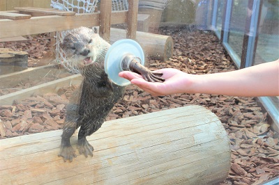 カワウソ握手会