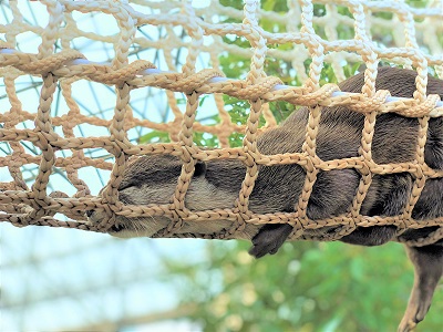 カワウソ握手会