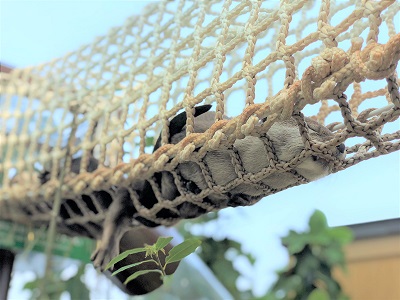 カワウソ握手会