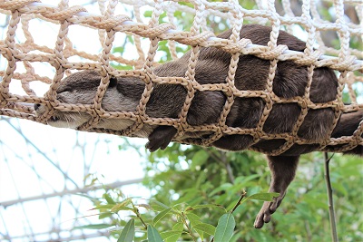 カワウソ握手会