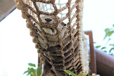 カワウソ握手会