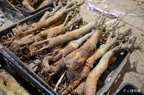 バオバブ 星の王子さま 西畠