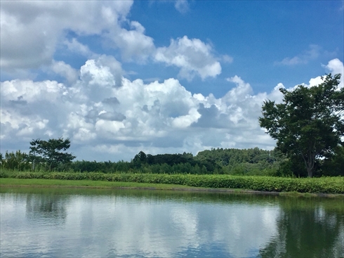 欅坂46 アンビバレント