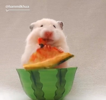 食いしん坊ハムスター♡スイカ 食いしん坊ハムスターの夏休みがかわいい 蚊取りブタさんと