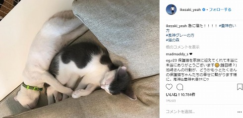 サンシャイン池崎 保護猫 猫スタグラム 風神 雷神 猫の森