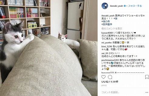 サンシャイン池崎 保護猫 猫スタグラム 風神 雷神 猫の森