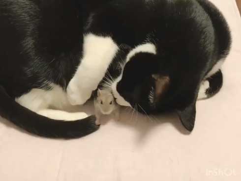 猫 ハムスター 仲良し もぐ まる