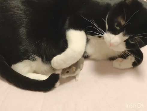 猫 ハムスター 仲良し もぐ まる