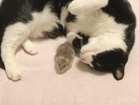 猫 ハムスター 仲良し もぐ まる