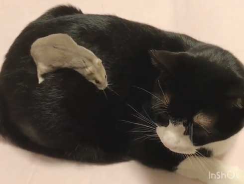 猫 ハムスター 仲良し もぐ まる