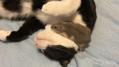 猫 ハムスター 仲良し もぐ まる