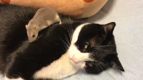 猫 ハムスター 仲良し もぐ まる