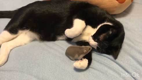 猫 ハムスター 仲良し もぐ まる